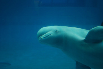 belugashedd